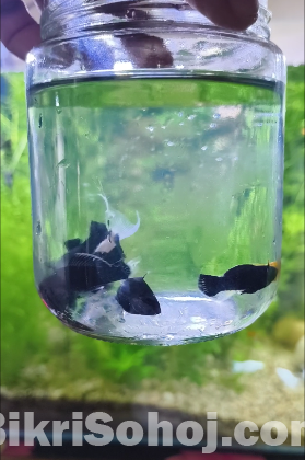 Fish